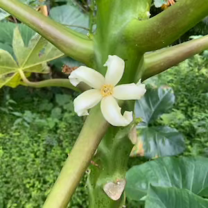 Papaya flower essence