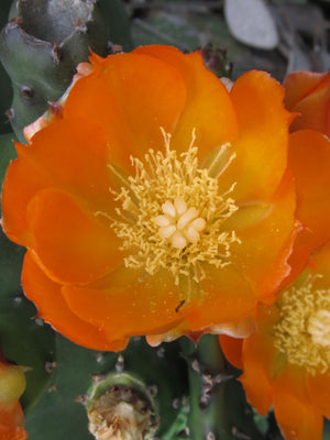 Prickly Pear Cactus flower essence