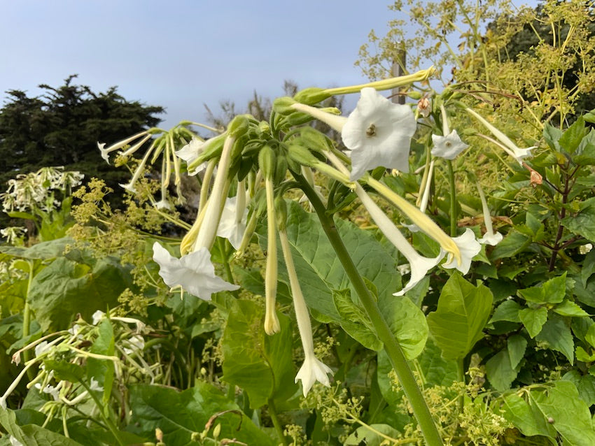 Nicotiana flower essence