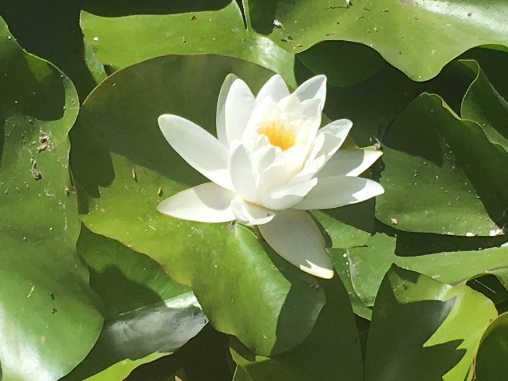 White Lotus flower essence
