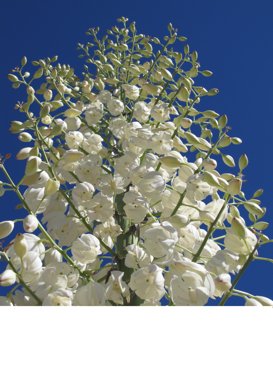Yucca flower essene