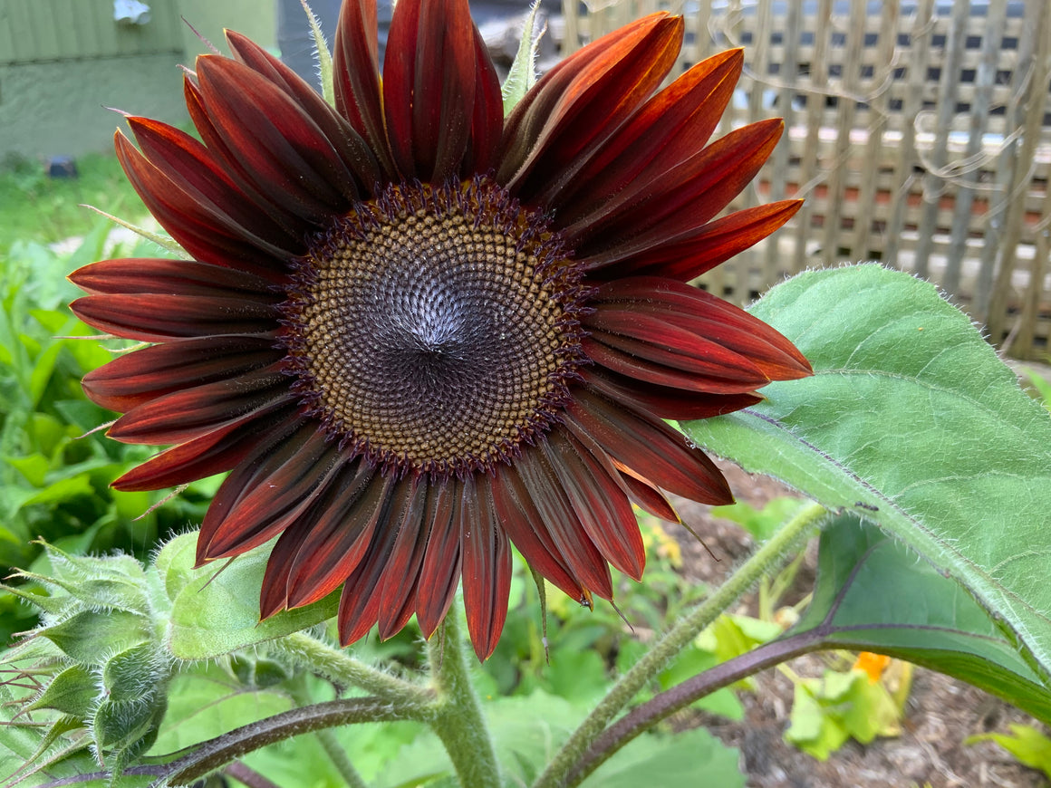 Burgundy Sunflower flower essence