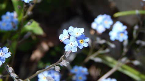 Forget Me Not flower essence