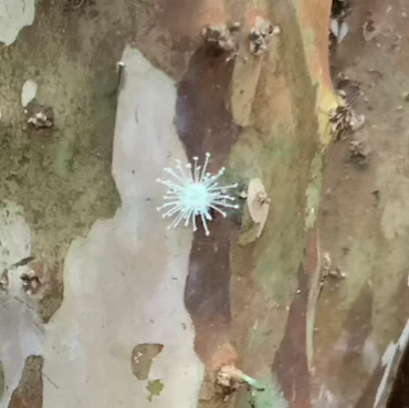 Jaboticaba flower essence