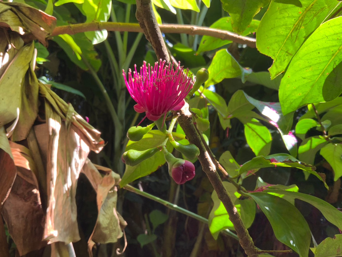 Mountain Apple flower essence