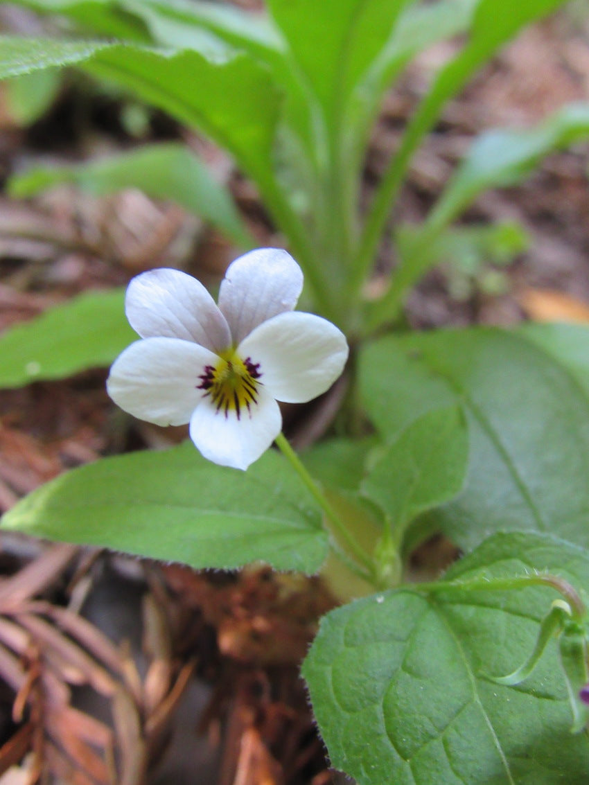 Wild Pansy flower essence