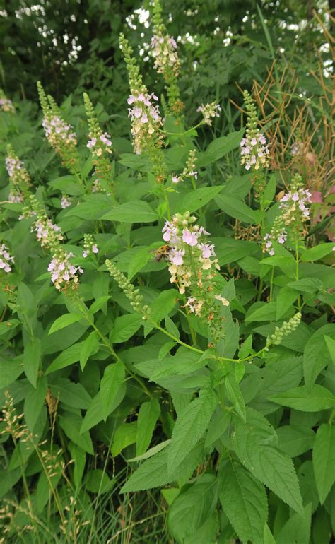 Woodsage flower essence