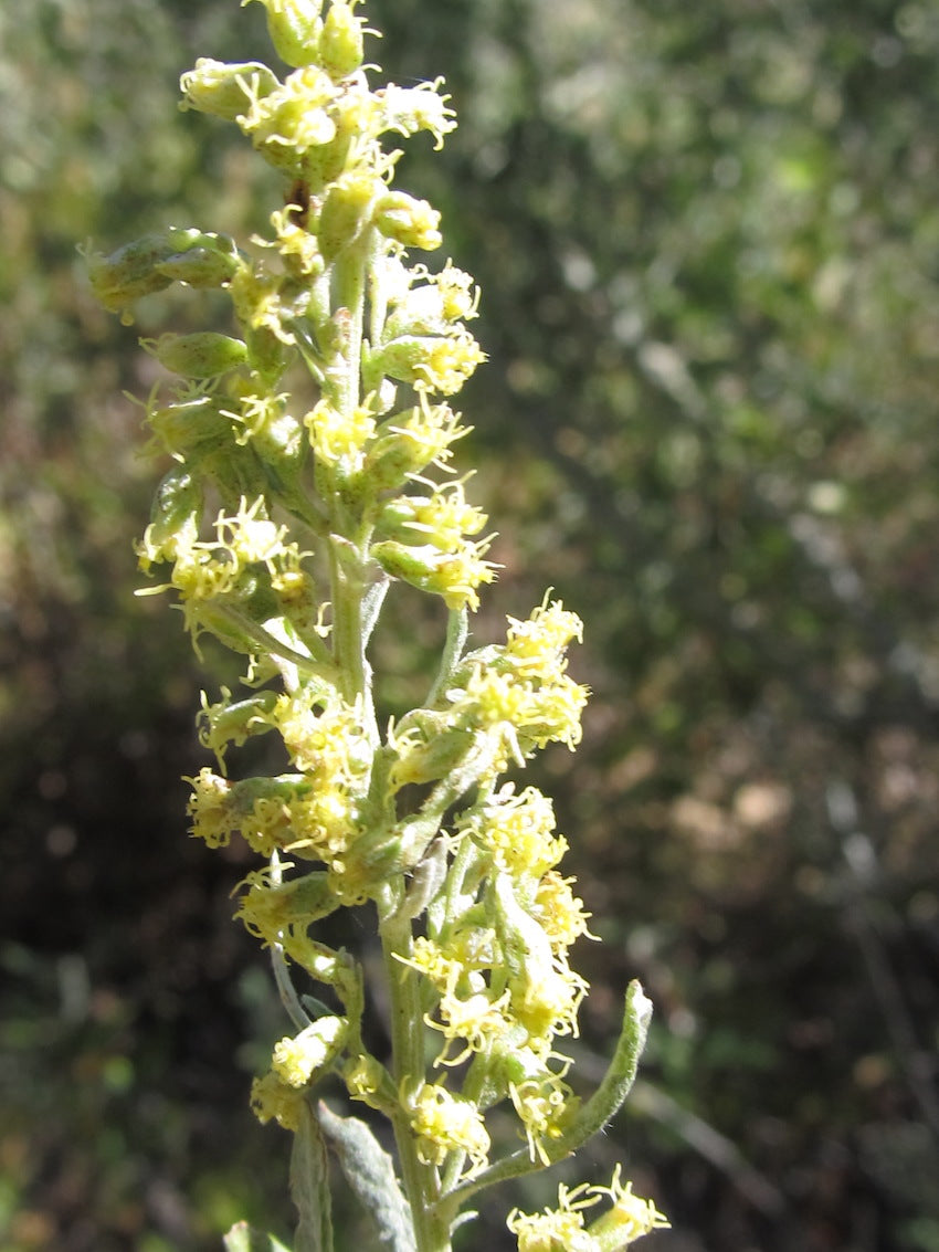 Wormwood flower essence