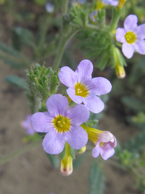 Two Color Phacelia