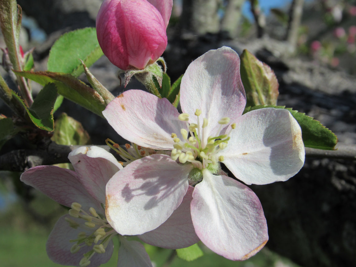 Apple flower essence