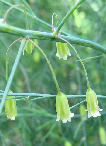 Asperge Savage Flower Essence