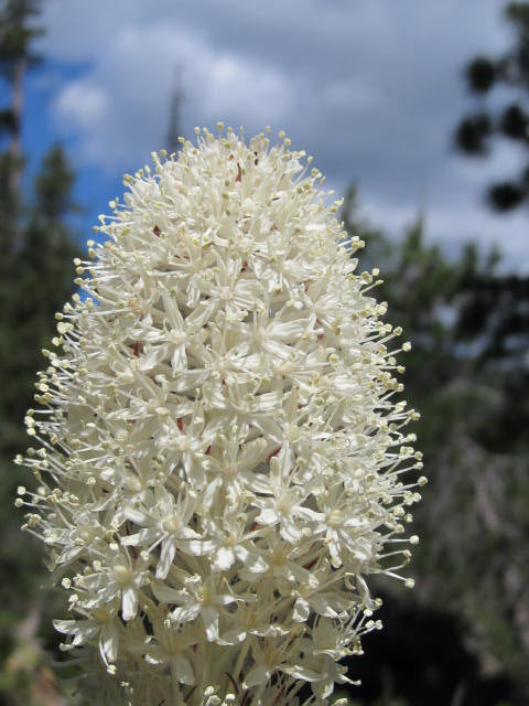 Beargrass Flower Essence
