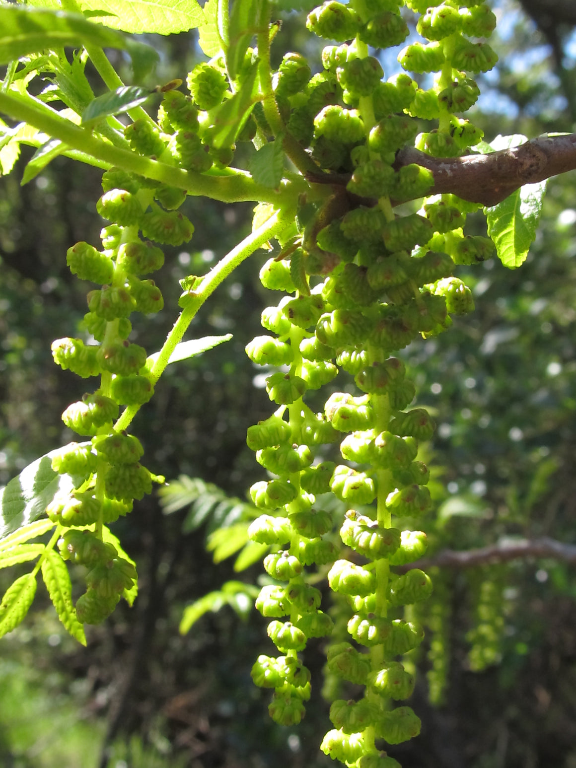 Black Walnut Flower Essence