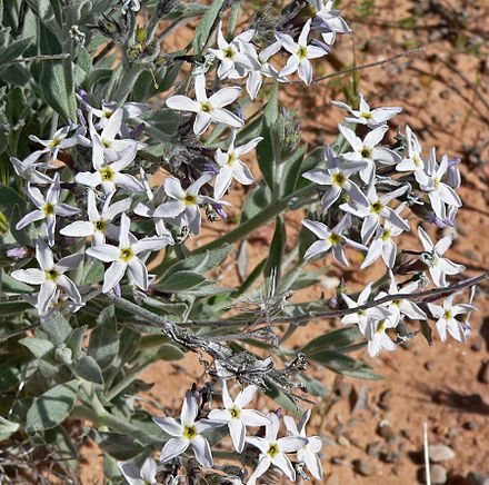 Blue Woolystar Flower Essence