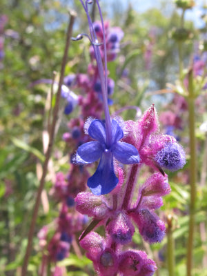 Blue Curls Flower Essence