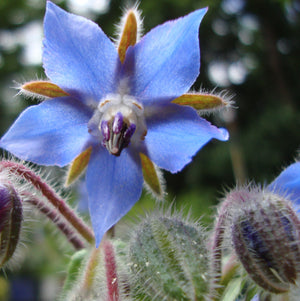 Borage Flower Essence