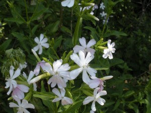flower essence for shame