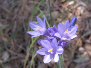 Brodiaea Flower Essence