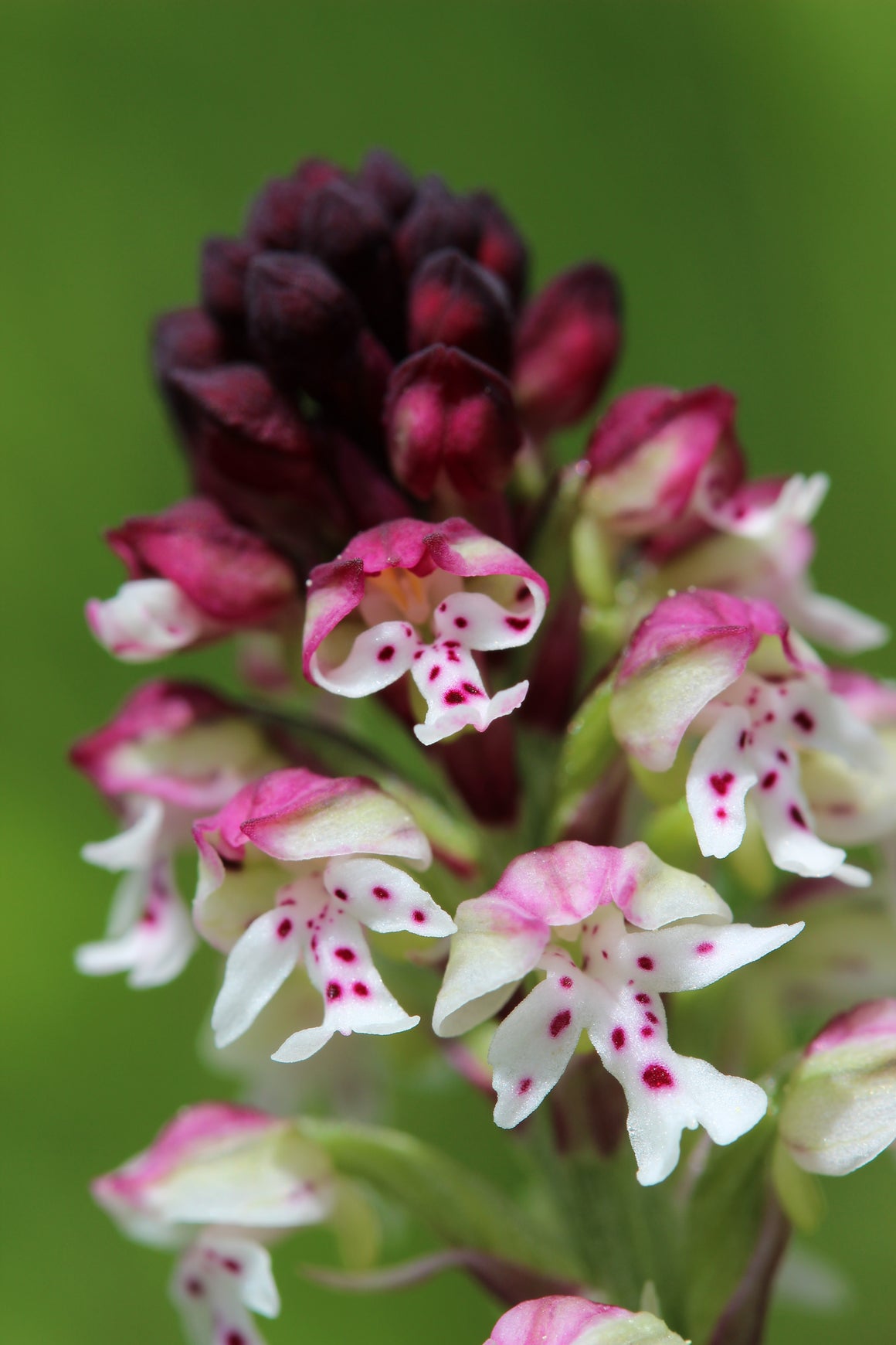 Brule Orchid Flower Essence