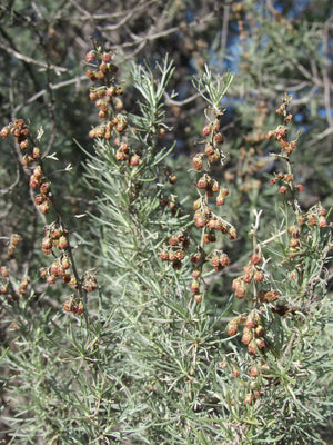 California Sagebrush Flower Essence