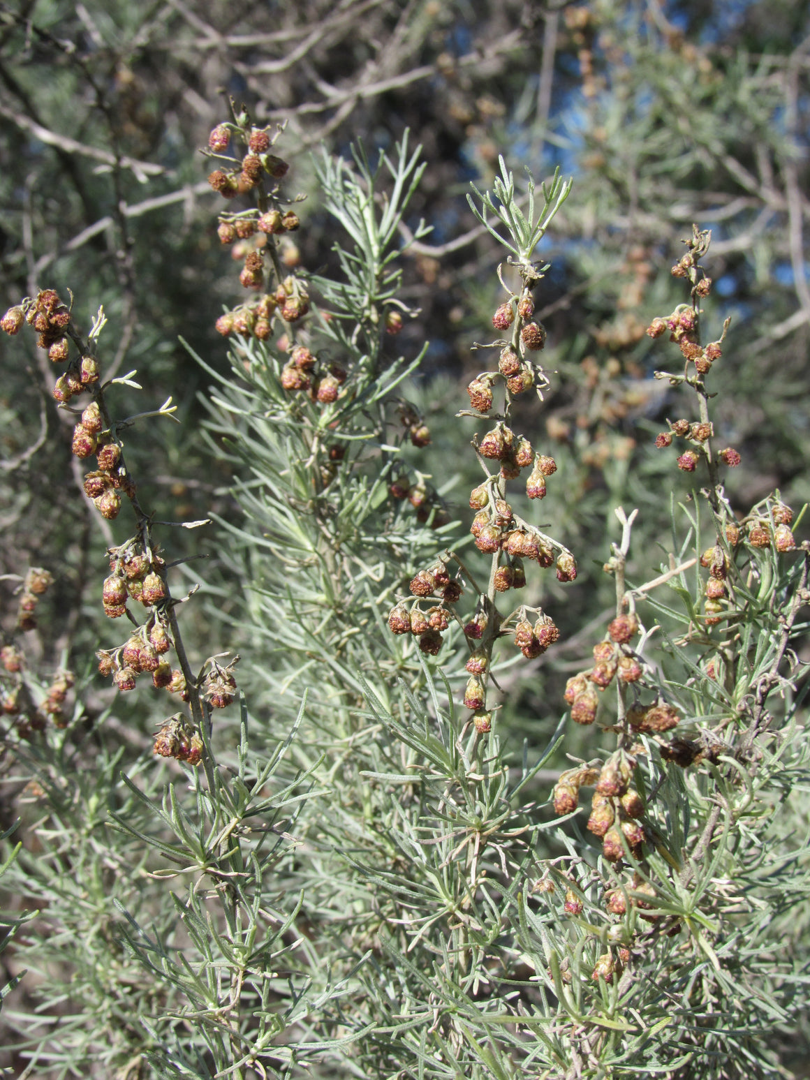 California Sagebrush Flower Essence