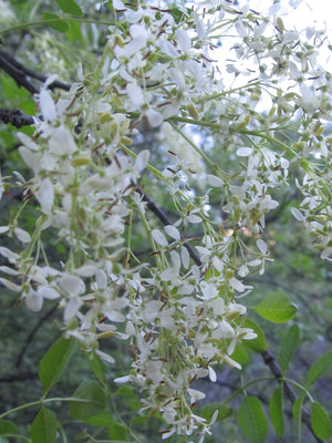 California Ash Flower Essence