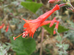 California Fuchsia Flower Essence
