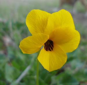 California Golden Violet Flower Essence