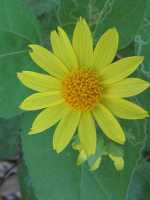 Canyon Sunflower - Flower Essence