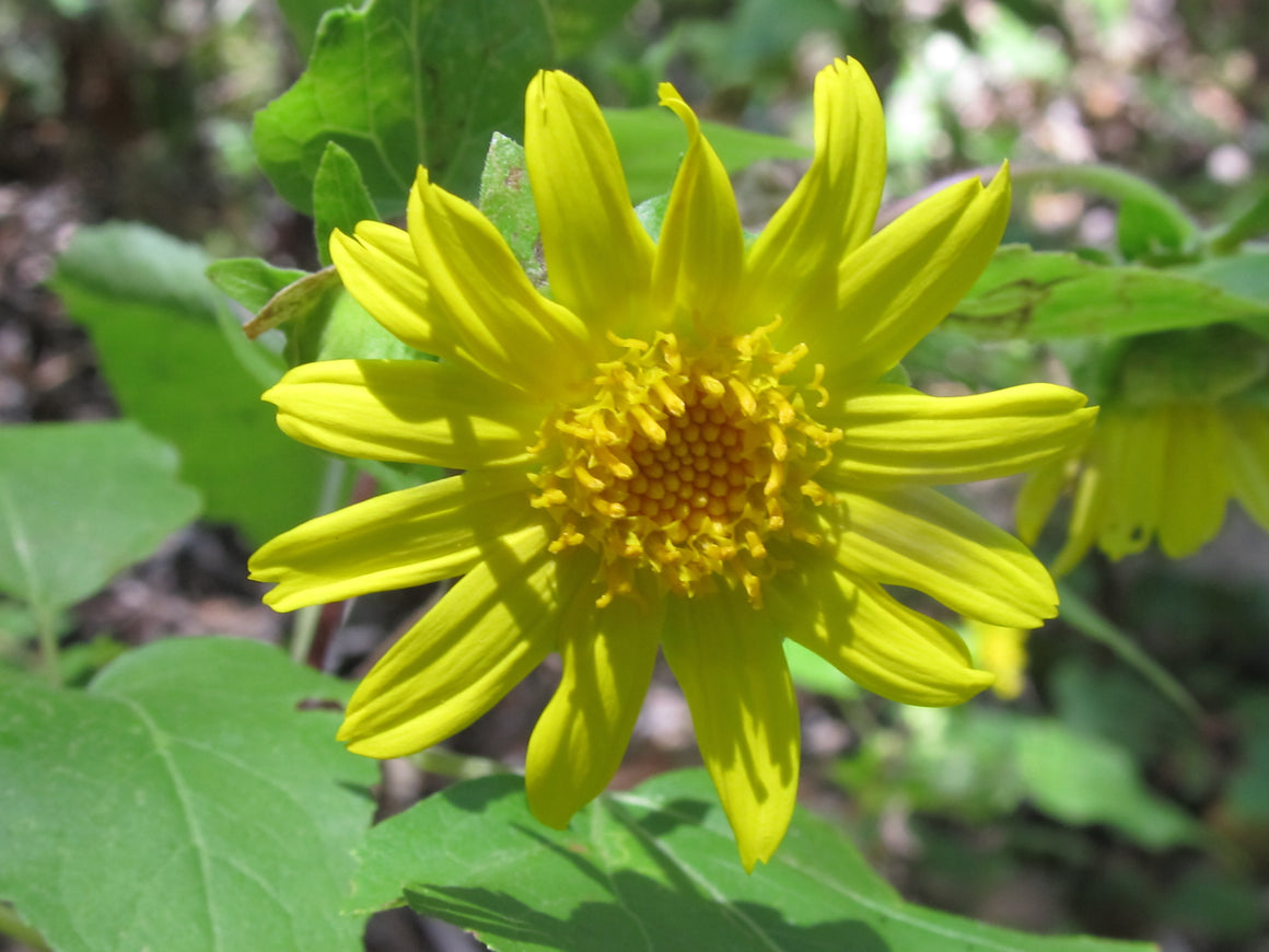Canyon Sunflower - Flower Essence