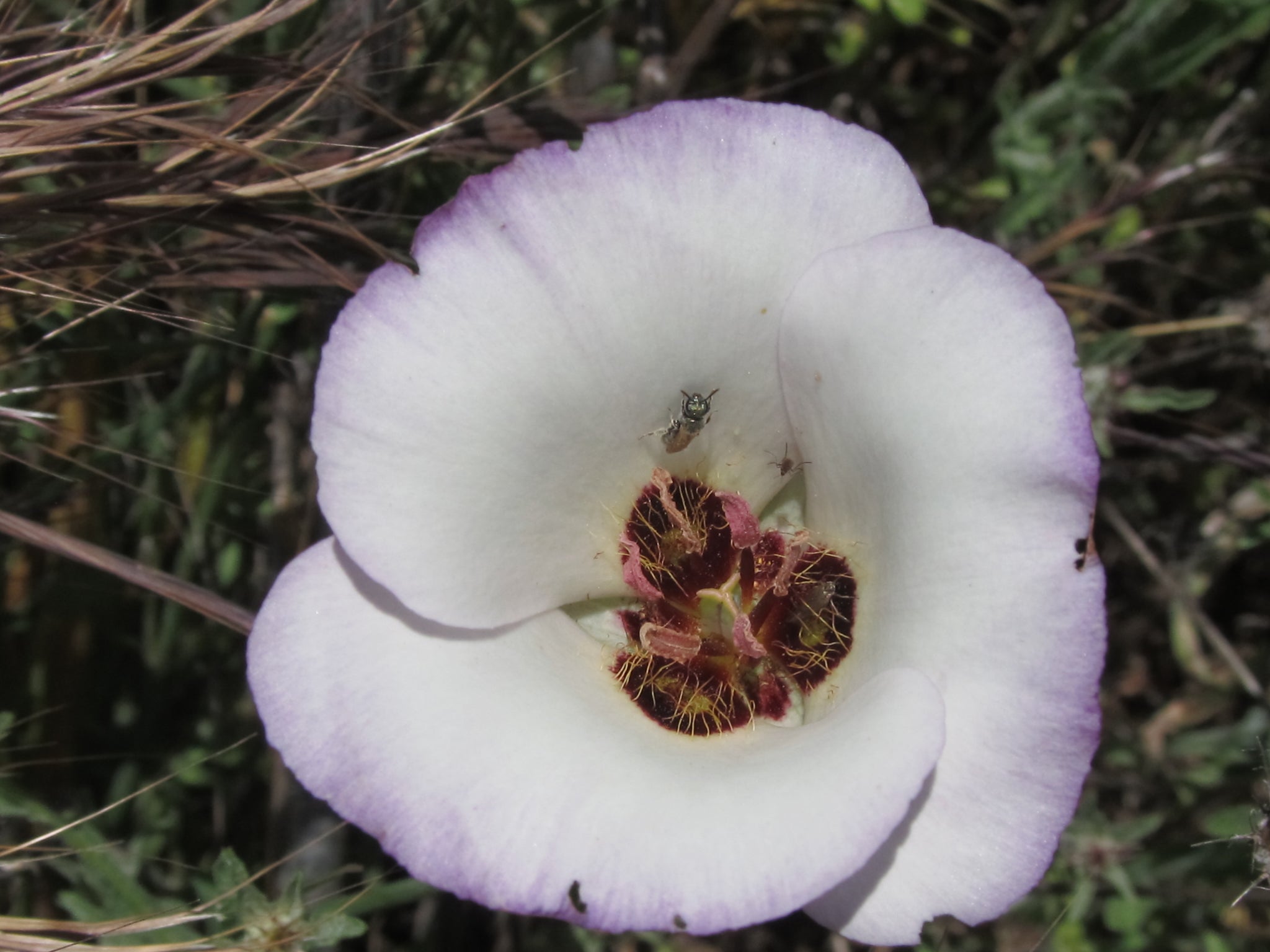 shasta lily flower essence Catalina Mariposa Lily Flower Essence