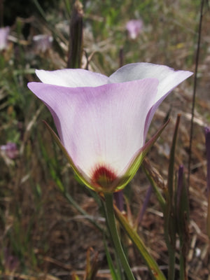 Catalina Mariposa Lily Flower Essence