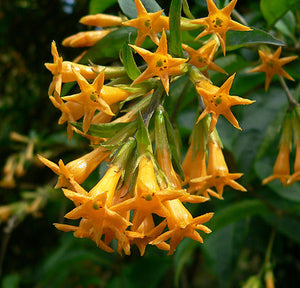 Cestrum Flower Essence