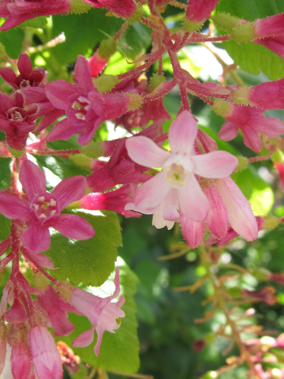 Chaparral Currant Flower Essence