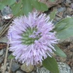 Coyote Mint Flower Essence