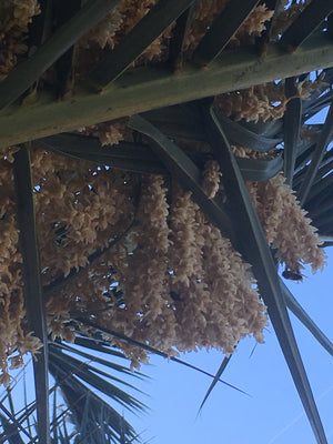Date Palm flower essence
