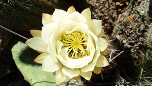 Echinopsis Cactus Flower Essence