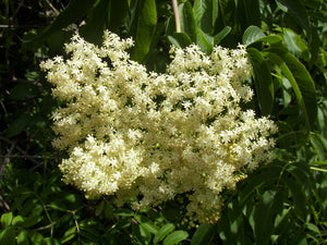 Elderberry Flower Essence