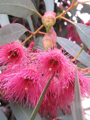 Eucalyptus Flower Essence