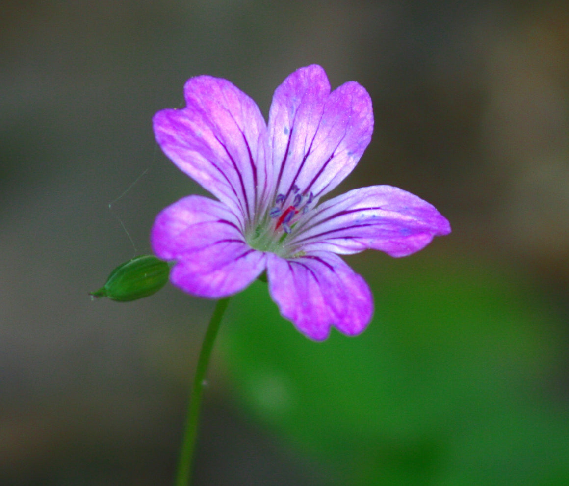 Geranium Nodosum