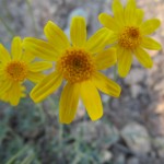 Golden Aster