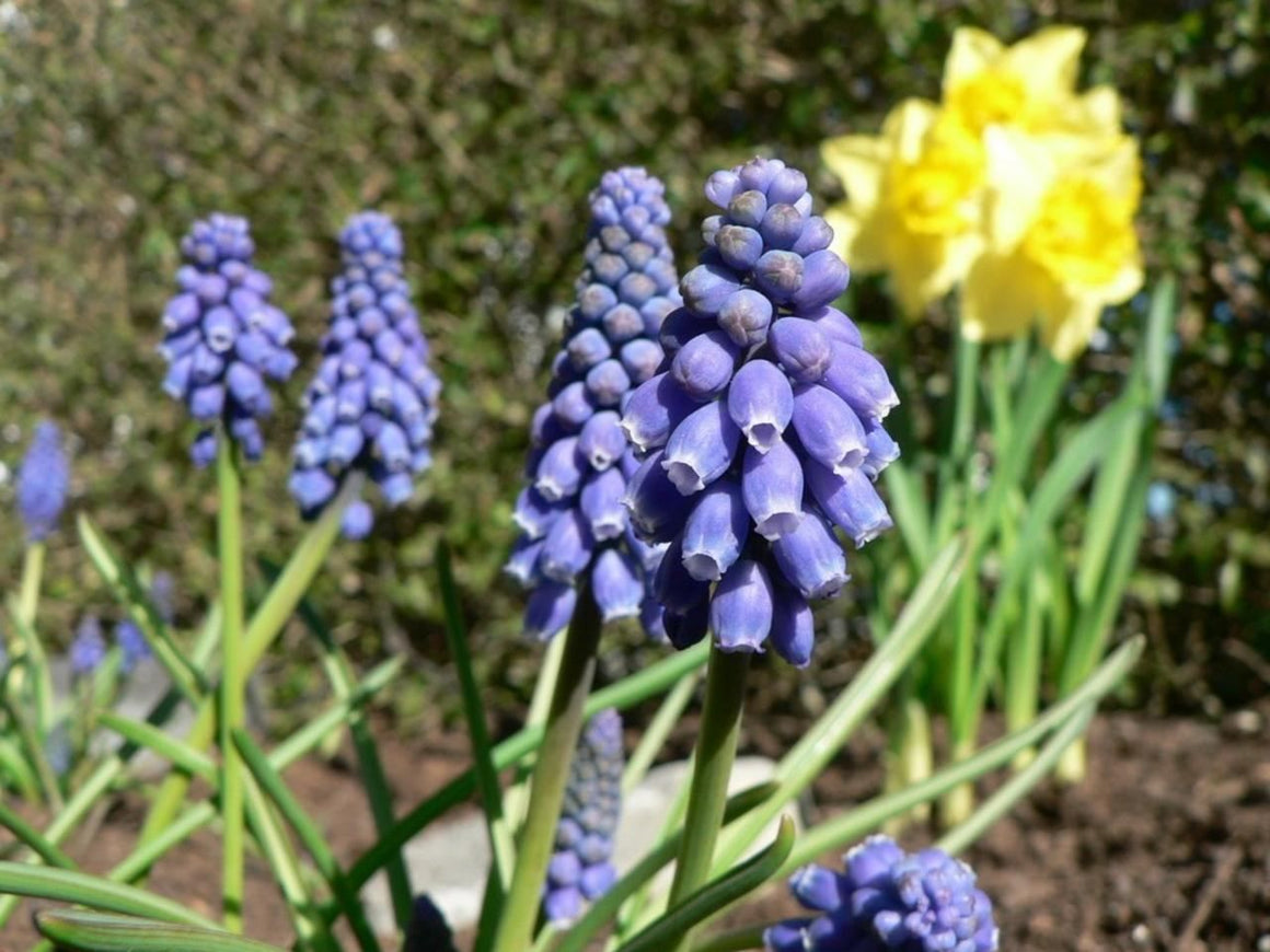 Grape Hyacinth