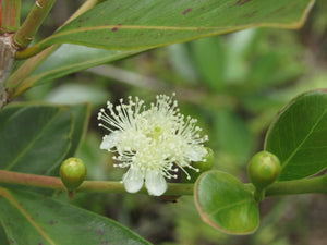Guava flower essence