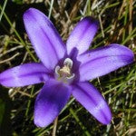 Harvest Brodiaea