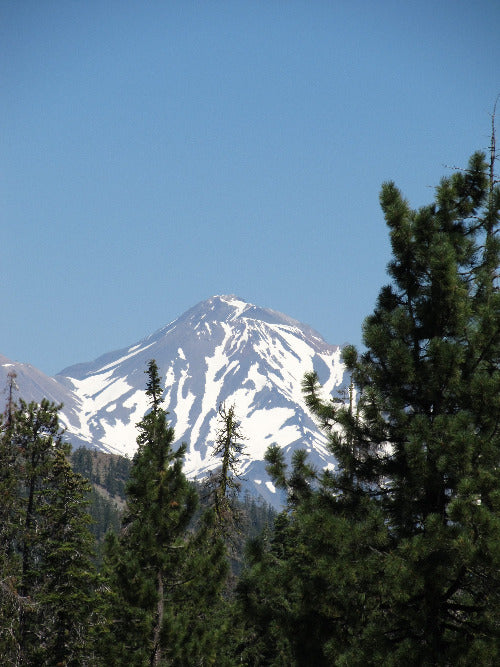 Mt. Shasta flower essence kit