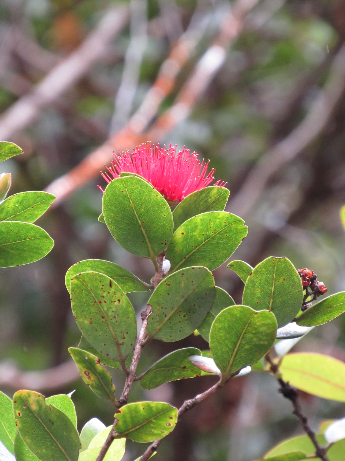 Lehua flower essence