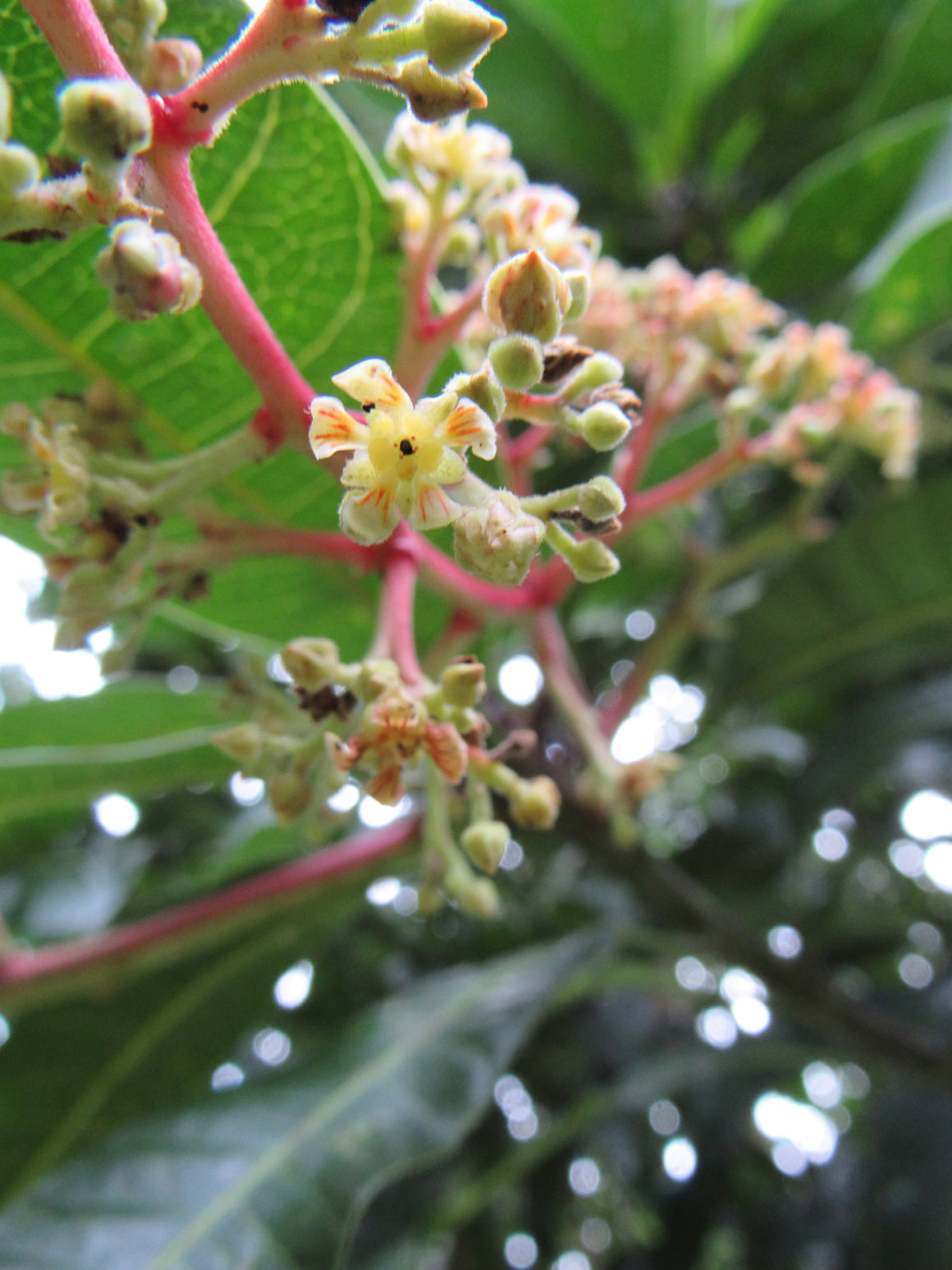 Mango flower essence