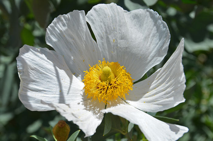 Matillija Poppy Flower Essence