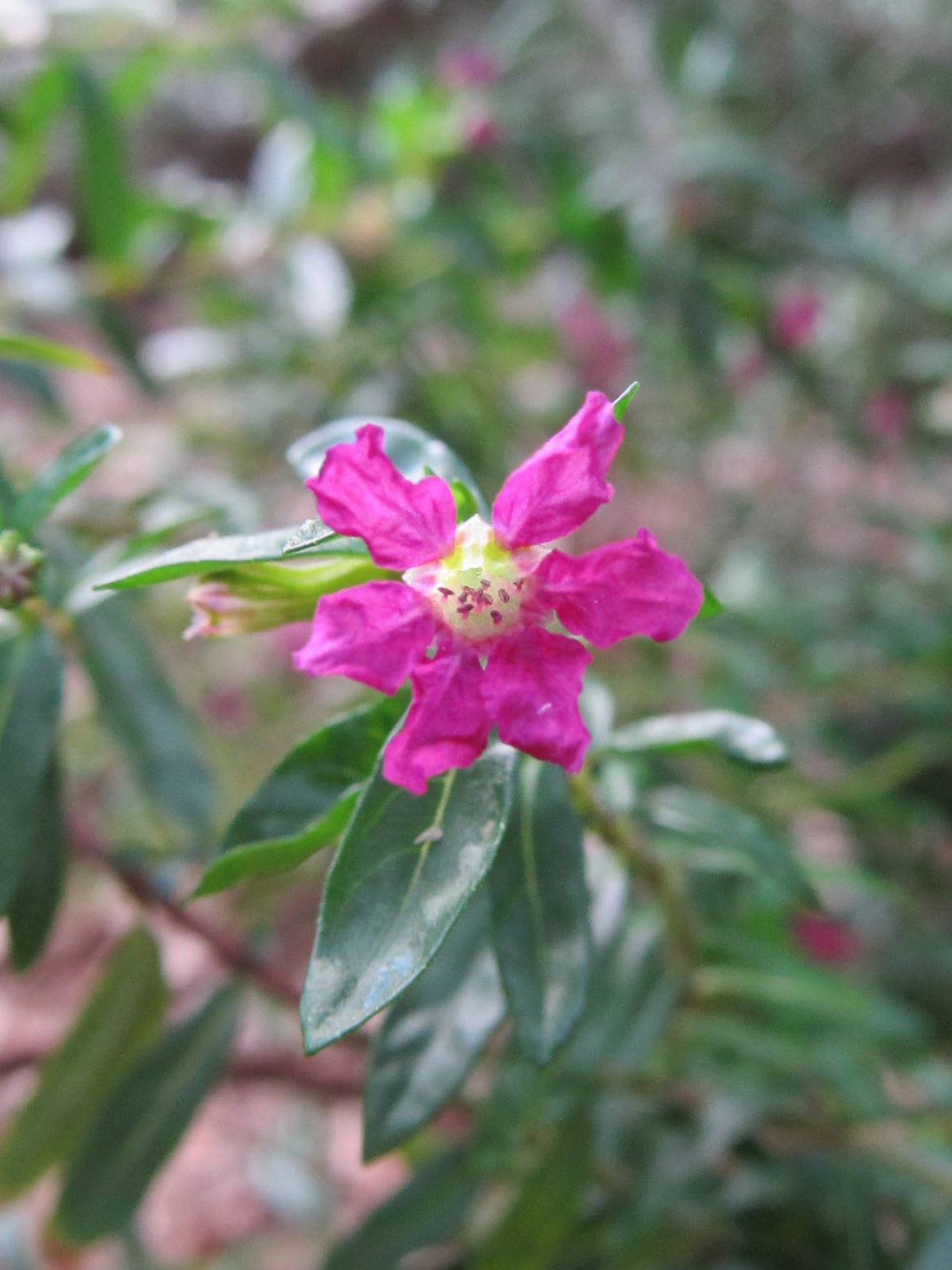 Mexican Heather