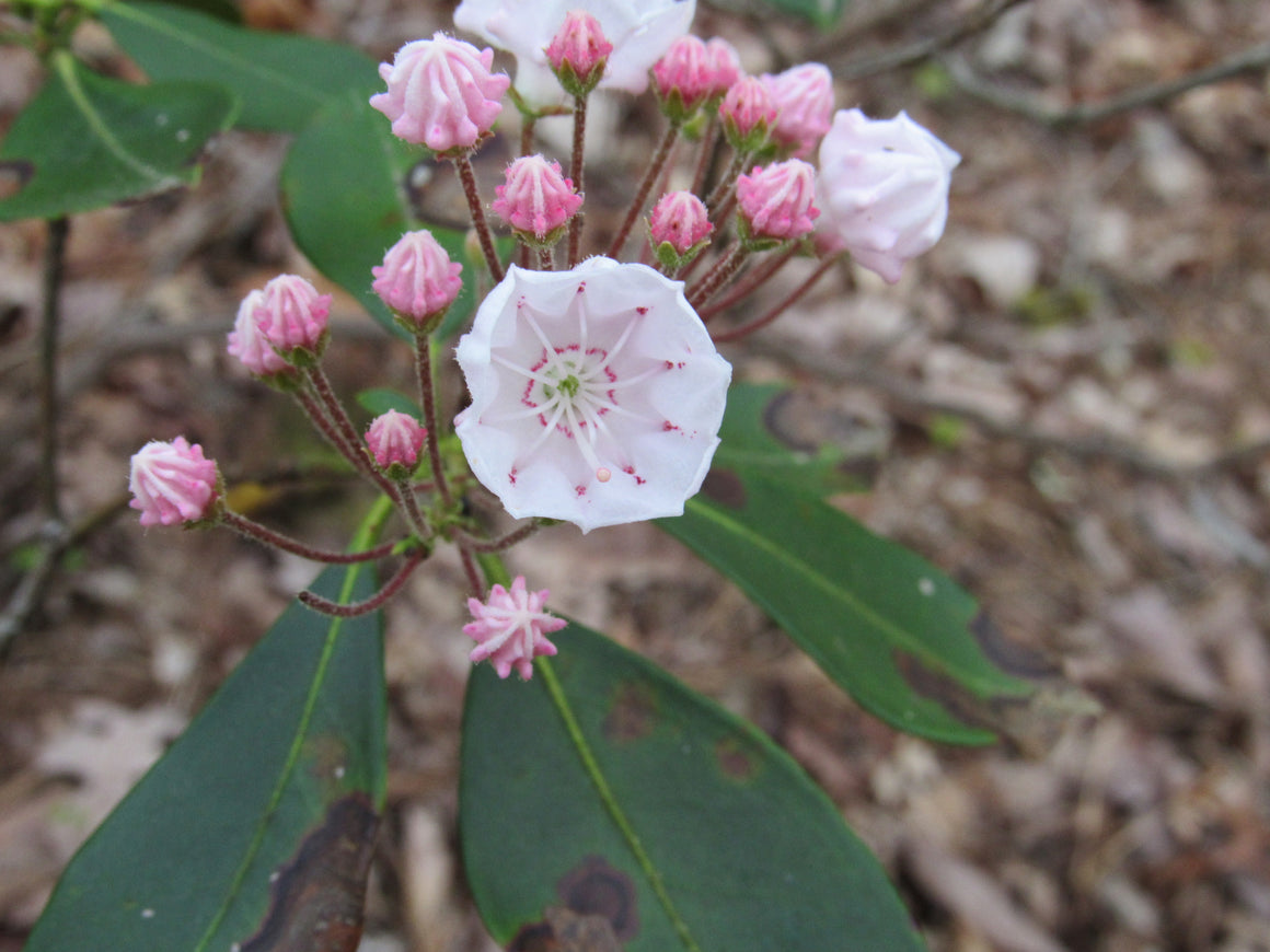 Mt. Laurel flower essence